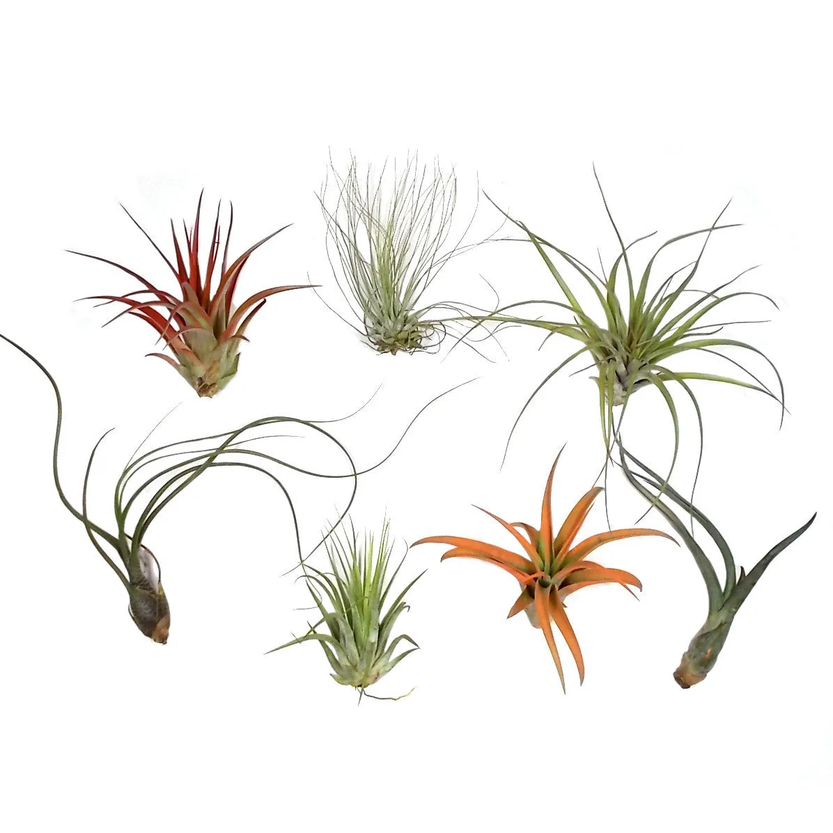 7-Piece Medium Size Air Plant Assortment