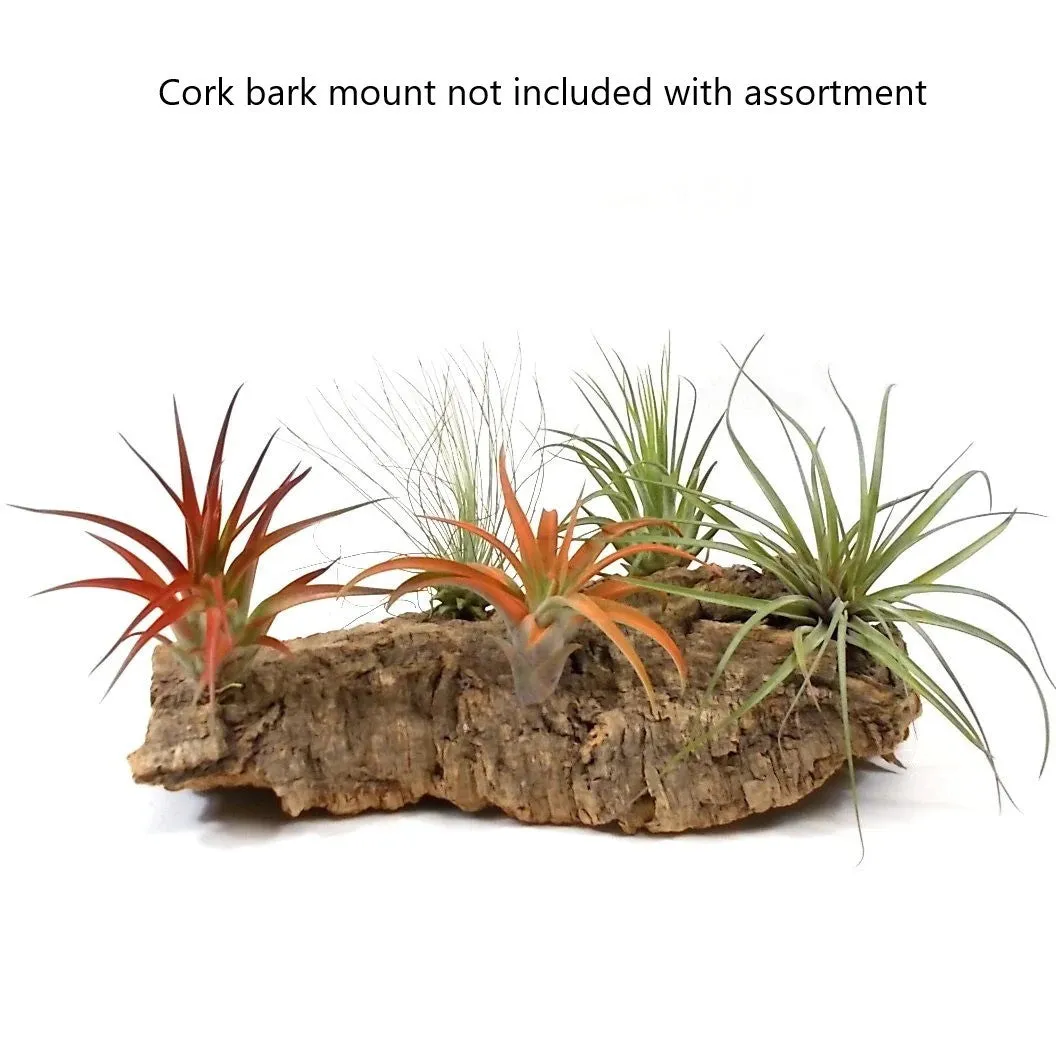 7-Piece Medium Size Air Plant Assortment