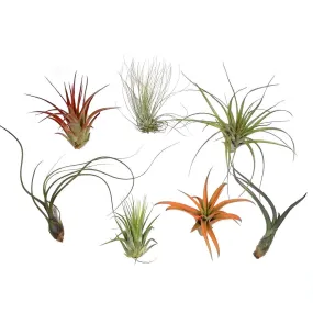 7-Piece Medium Size Air Plant Assortment