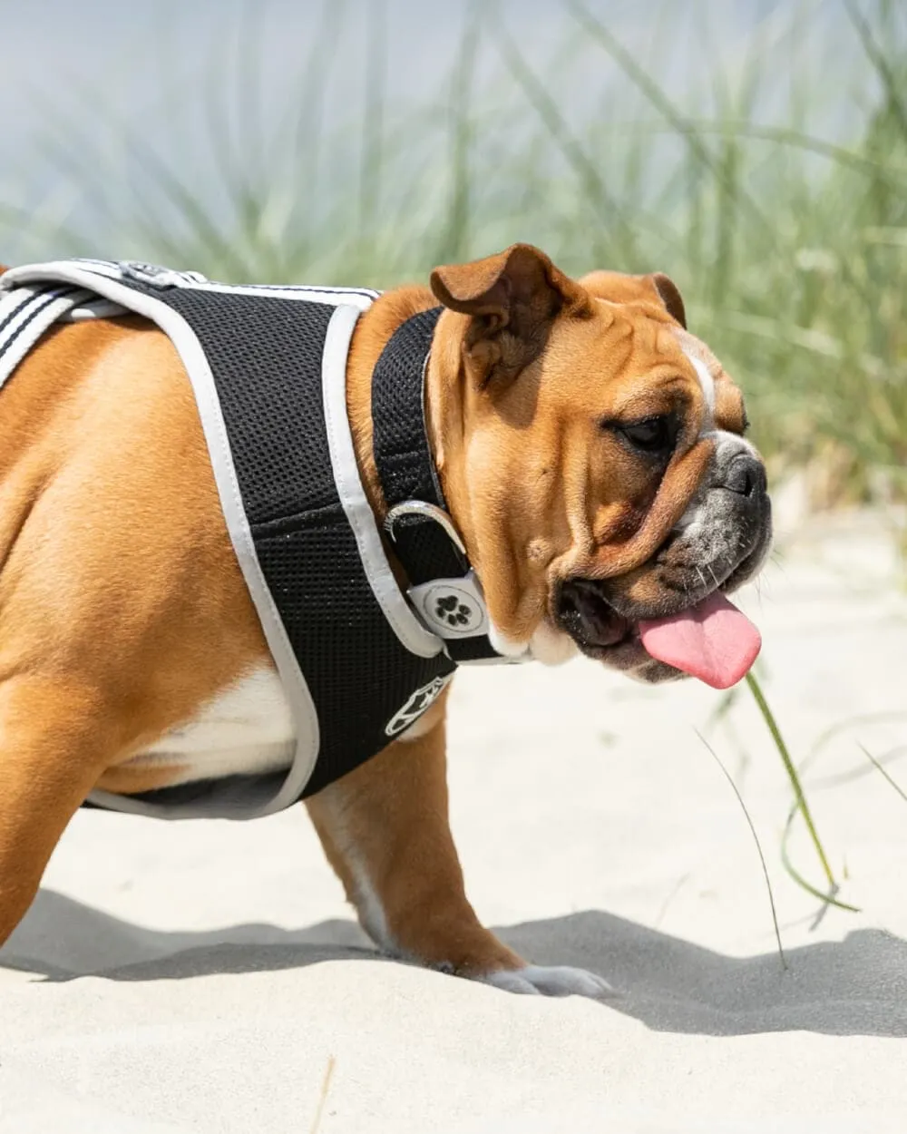 Mesh Dog Collar - Black