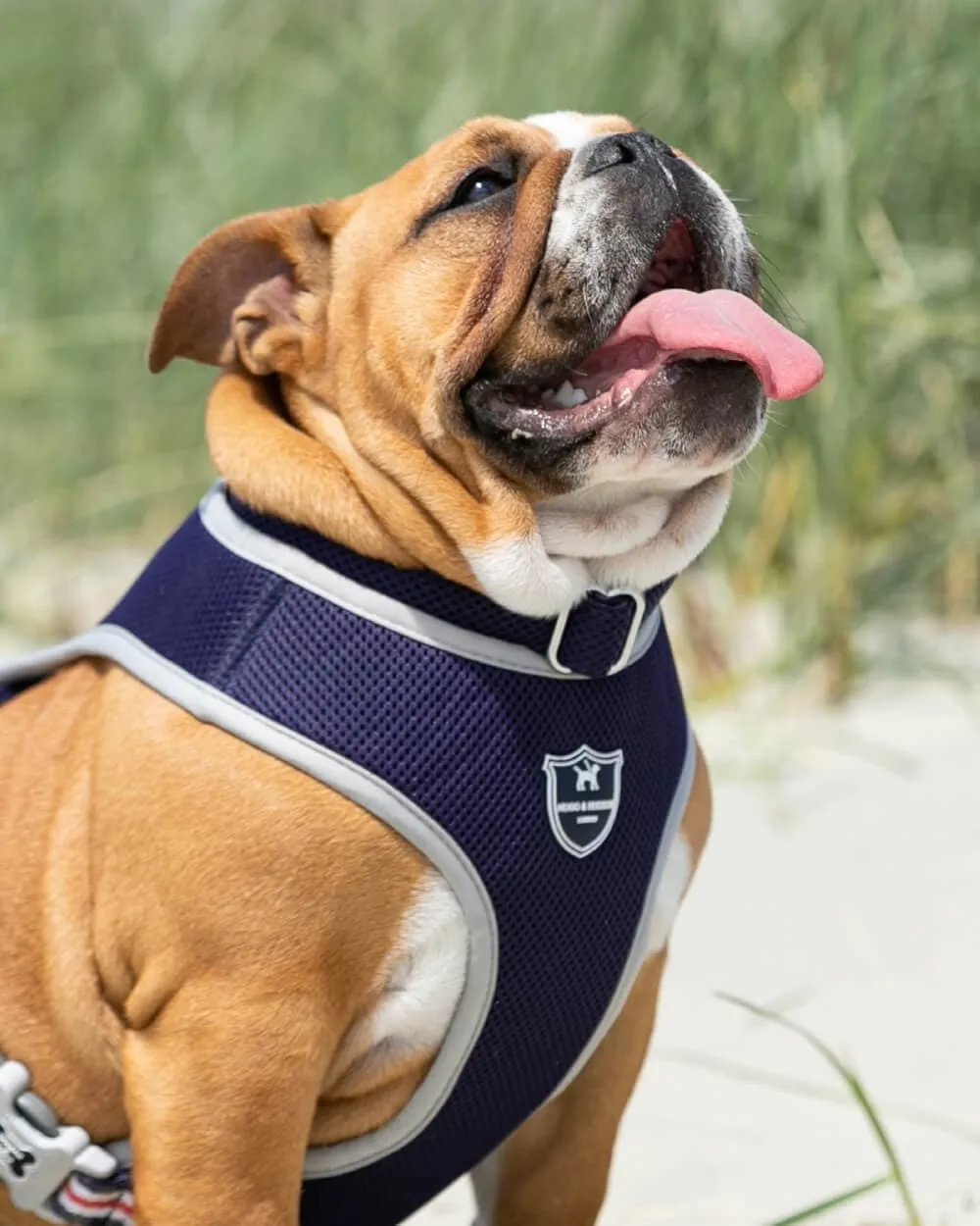 Mesh Dog Collar - Navy