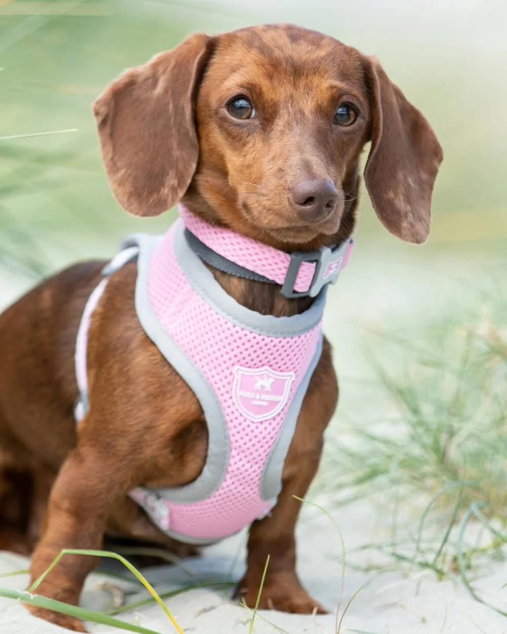 Mesh Dog Collar - Pink