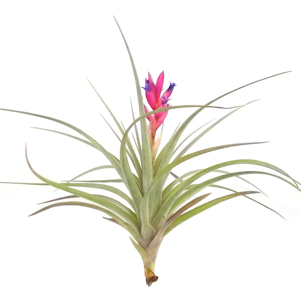 Stricta Air Plant