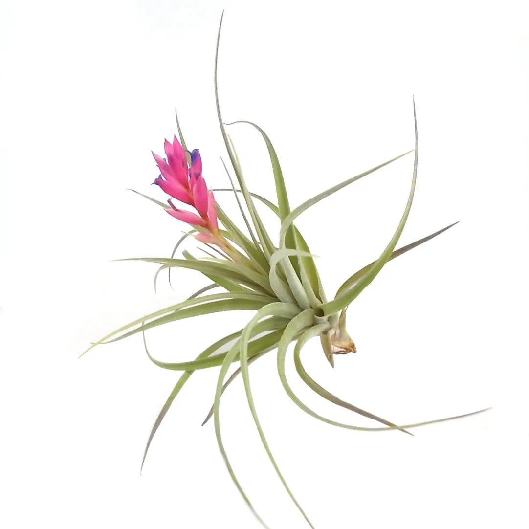 Stricta Air Plant