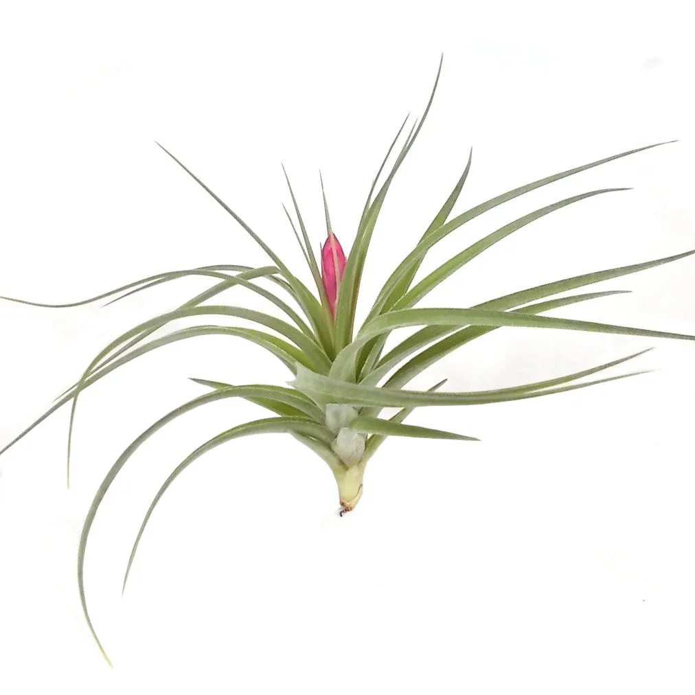 Stricta Air Plant