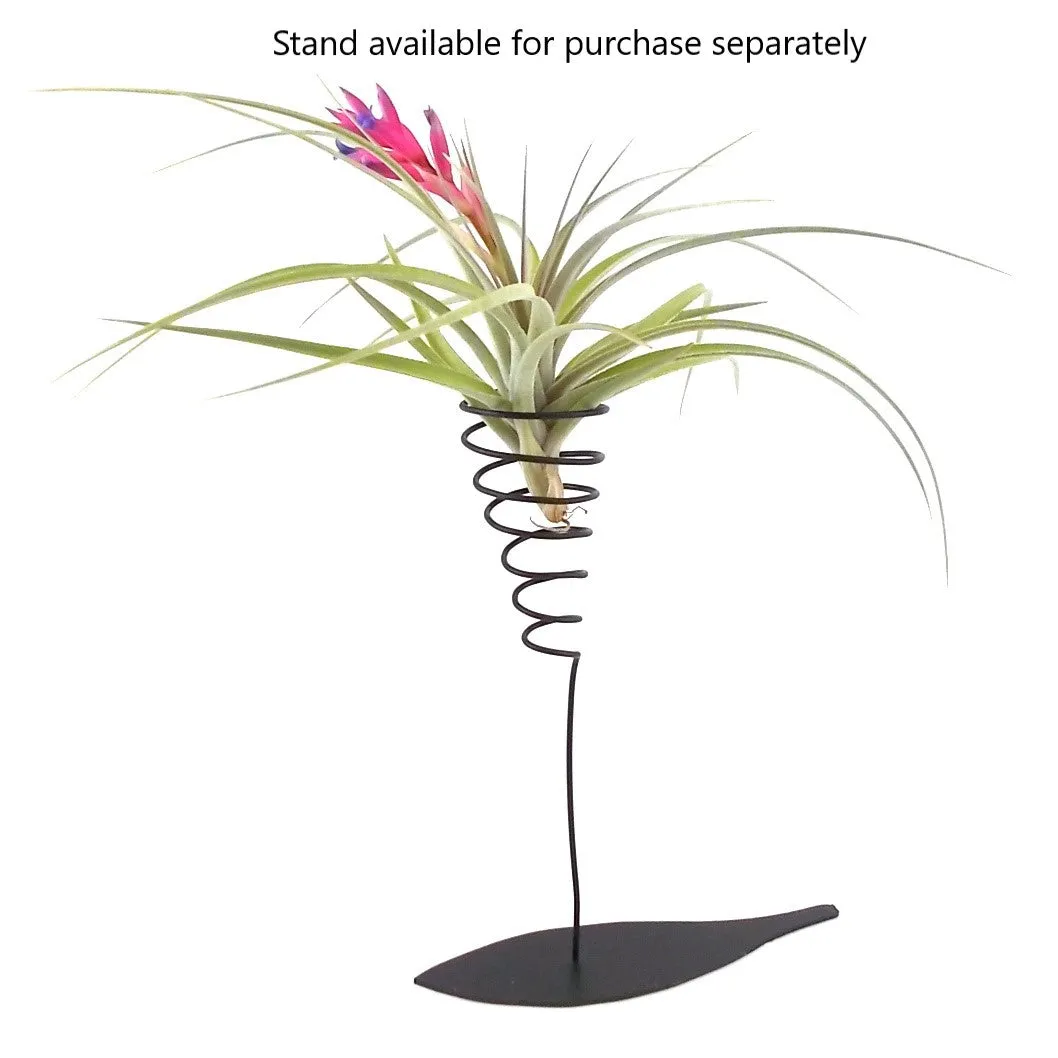 Stricta Air Plant