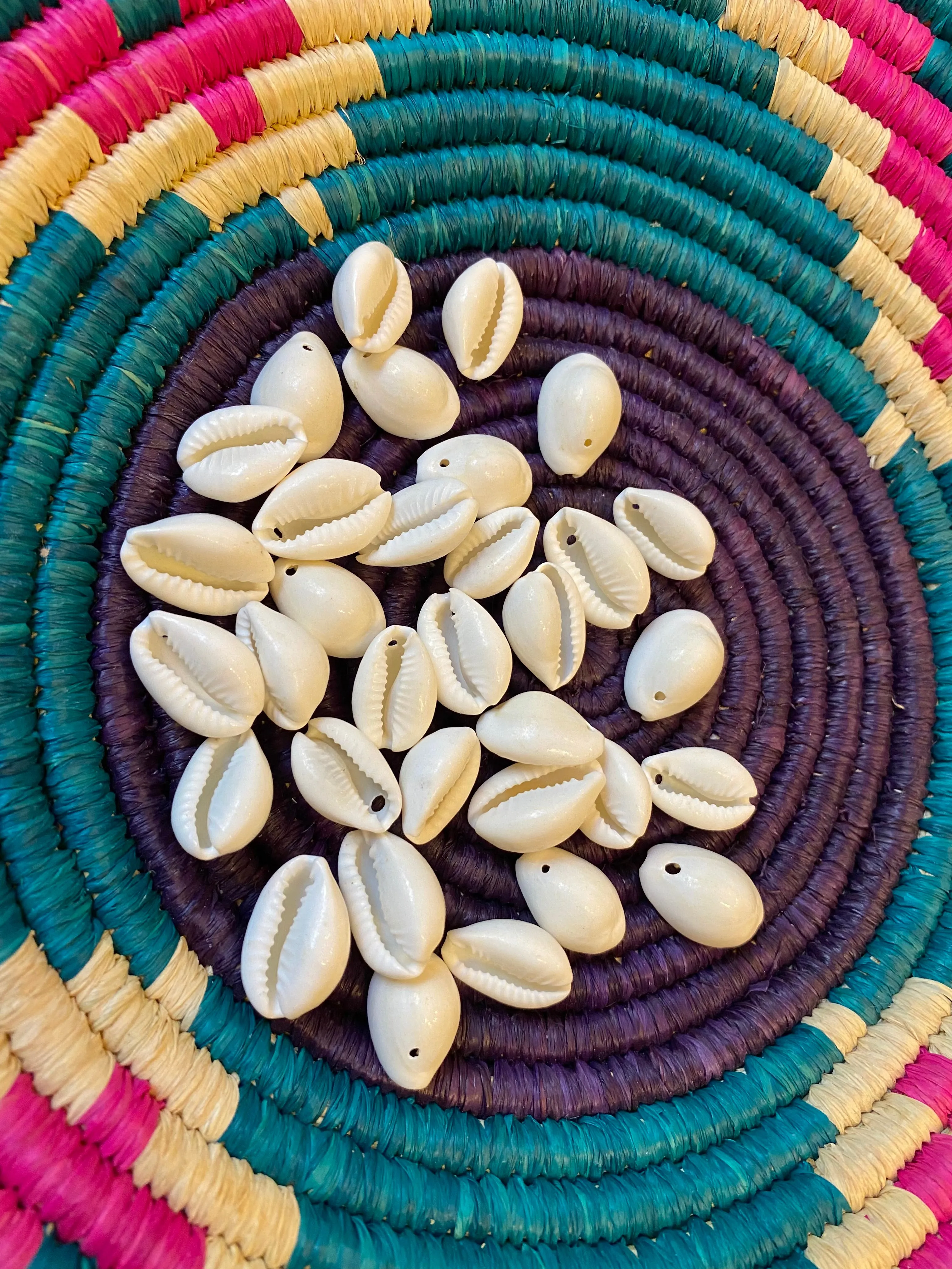 White Drilled Cowrie